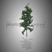 Sapin à l'unité 1:100 - arbre maquette