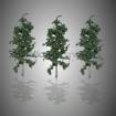 Sapin 1:150 - lot de 3 - arbre maquette