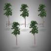 Pin sylvestre 1:200 - lot de 5 - arbre maquette